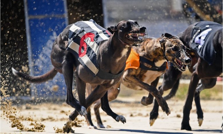 An early look at the English Greyhound Derby