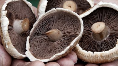 Basic rules for mushroom cultivation