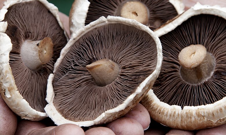 Basic rules for mushroom cultivation