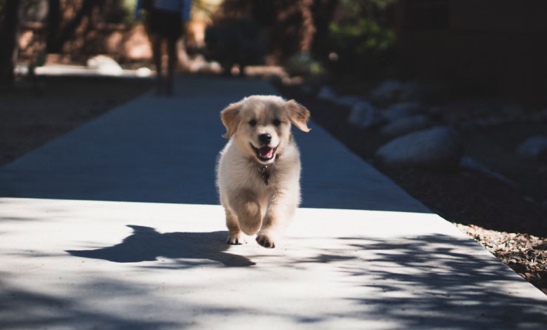 How to Keep Your House and Front Yard Safe for Your Puppies