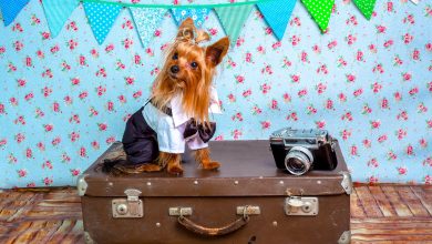 The Ultimate Dog Travel Checklist