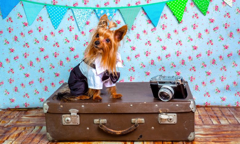 The Ultimate Dog Travel Checklist