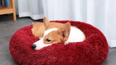 How to Choose a Calming Pet Bed for your Pooch?