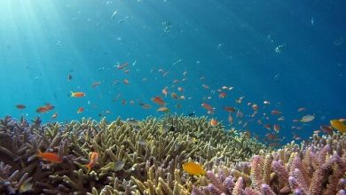 Mangroves and coral reefs - protection from floods?