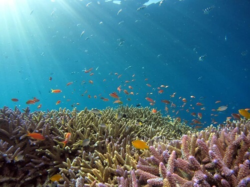 Mangroves and coral reefs - protection from floods?