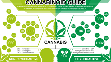 How Cannabidiol Interacts with the Body's Endocannabinoid System