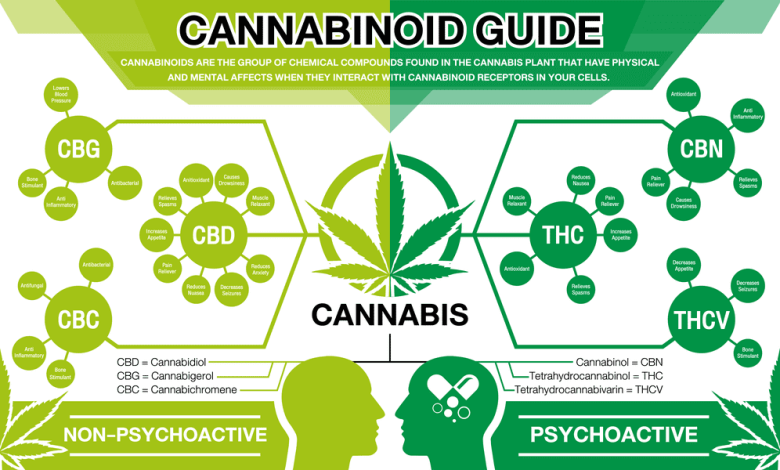 How Cannabidiol Interacts with the Body's Endocannabinoid System