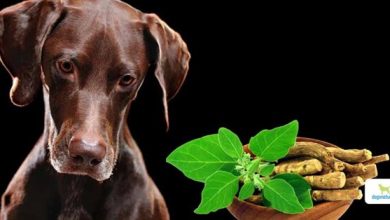 From Anxiety to Arthritis: How Herbal Treats Supports Dog Wellness