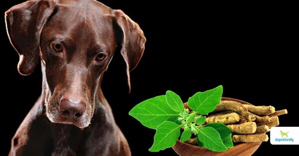 From Anxiety to Arthritis: How Herbal Treats Supports Dog Wellness