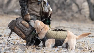 The Essential Guide to Choosing Elite Duck Hunting Dogs in 2026